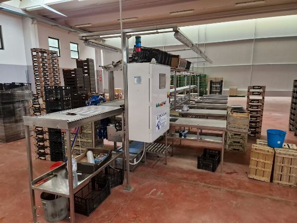 Linia pakowania skrzynek - Ciągnik New Holland - Samochody ciężarowe i sprzęt - Likwidacja sądowa 45/2025 - Sąd w Syrakuzach - Sprzedaż 2