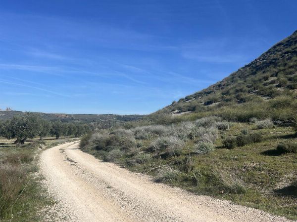 Rustikalna zemljišča v Morata de Tajuña - Gospodarsko sodišče št. 1 v Huelvi