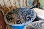 Uređaj za ventilaciju Cimme 6